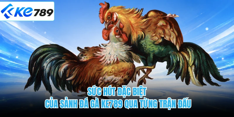 Sức hút đặc biệt của sảnh đá gà KE789 qua từng trận đấu 